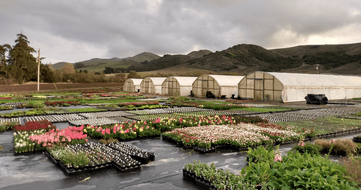 Clearwater Color Nursery