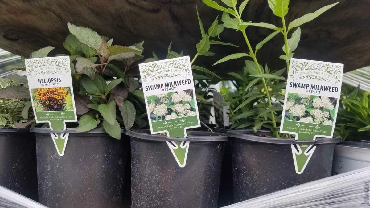 Clifford's Perennial & Vine