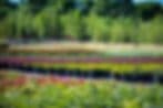 Cloverdale Nursery