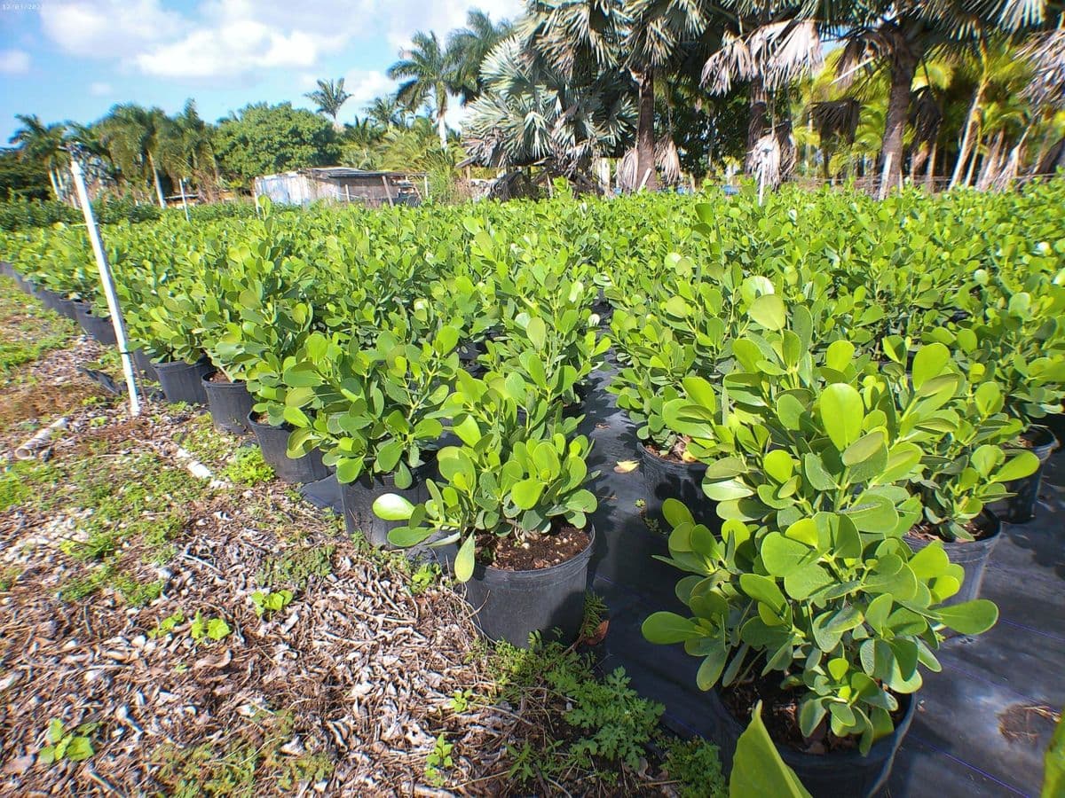 Clusia Wholesale