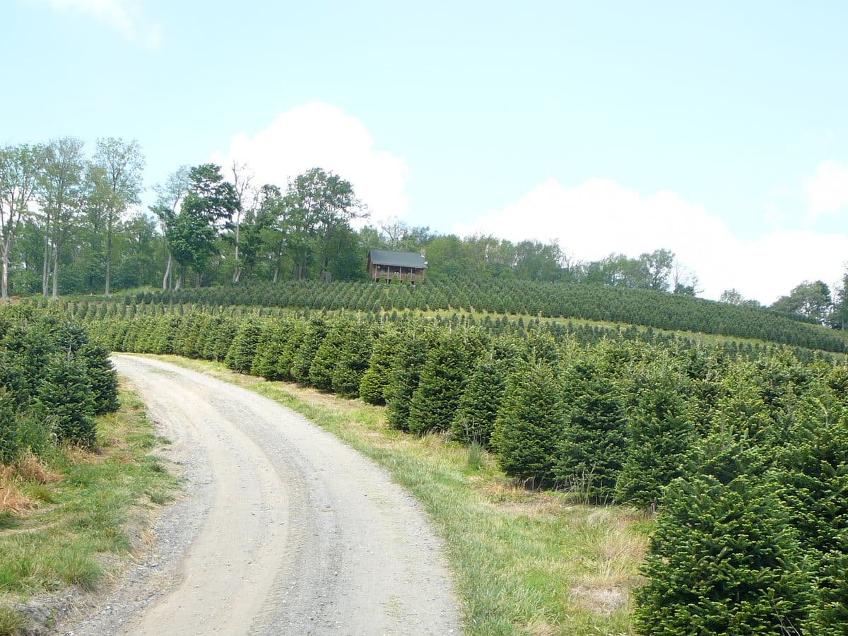 Coastal Evergreen