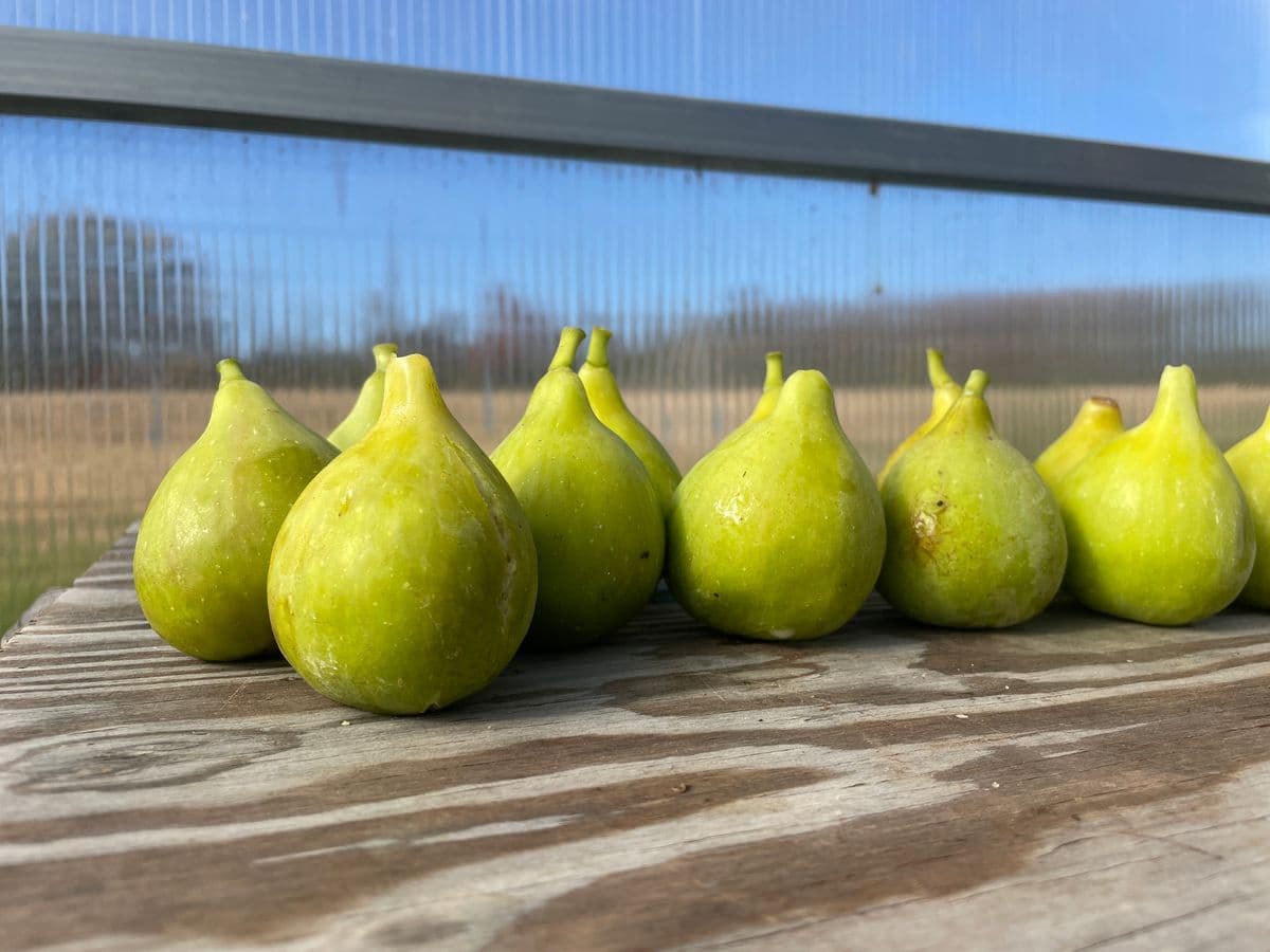 Coastal Fig Company