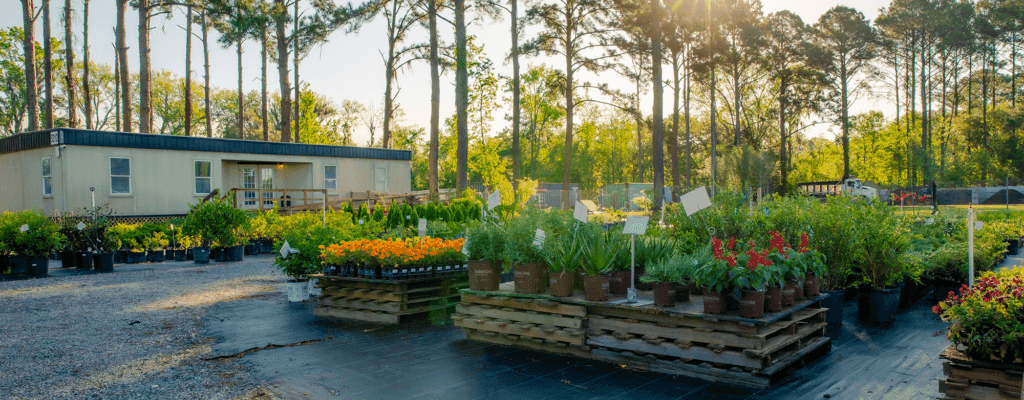 Cobia Clarke Nursery