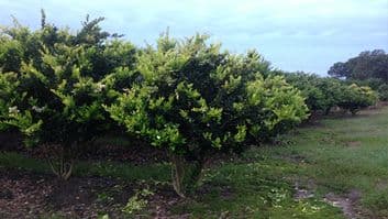 Cod Trees Inc