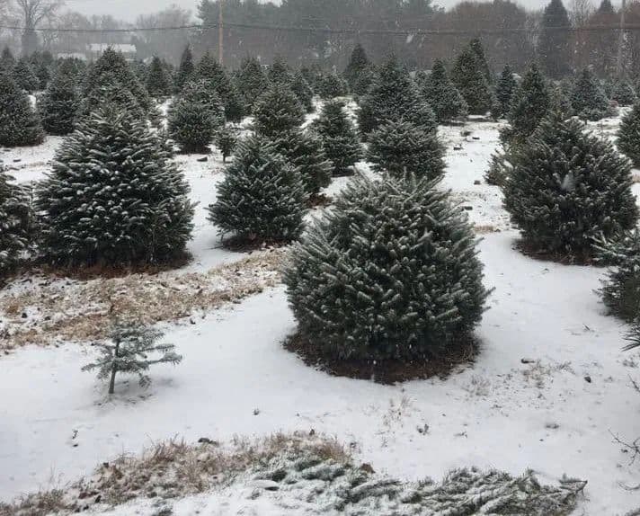Colavita Christmas Tree Farm