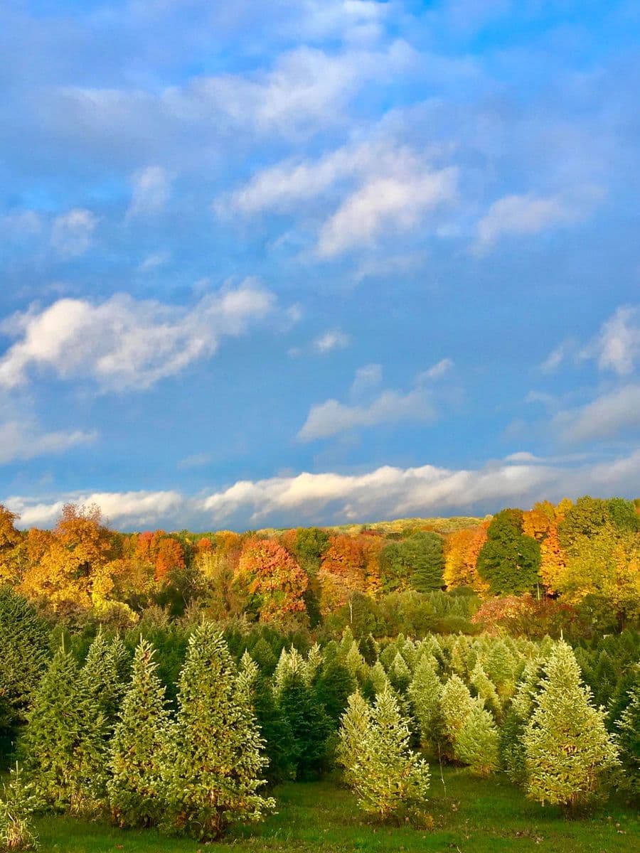 Cold Spring Tree Farm