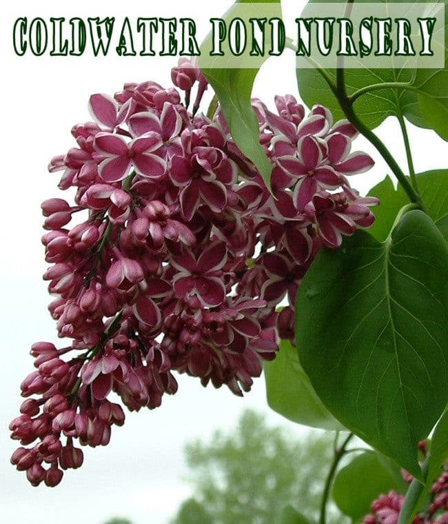 Coldwater Pond Nursery