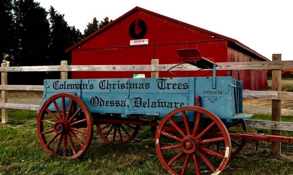 Coleman's Christmas Tree Farm