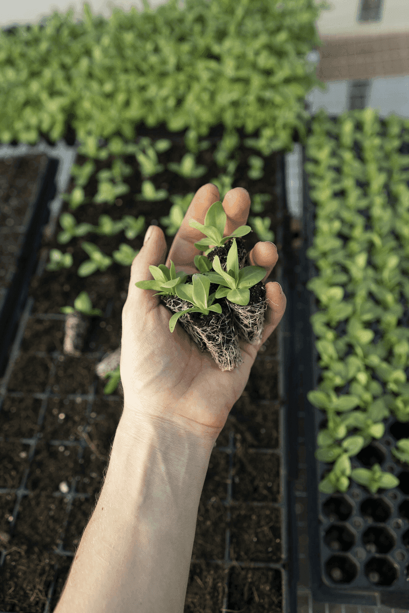 Collentro Horticultural Growers