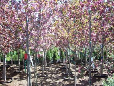 Colonial Acres Nursery