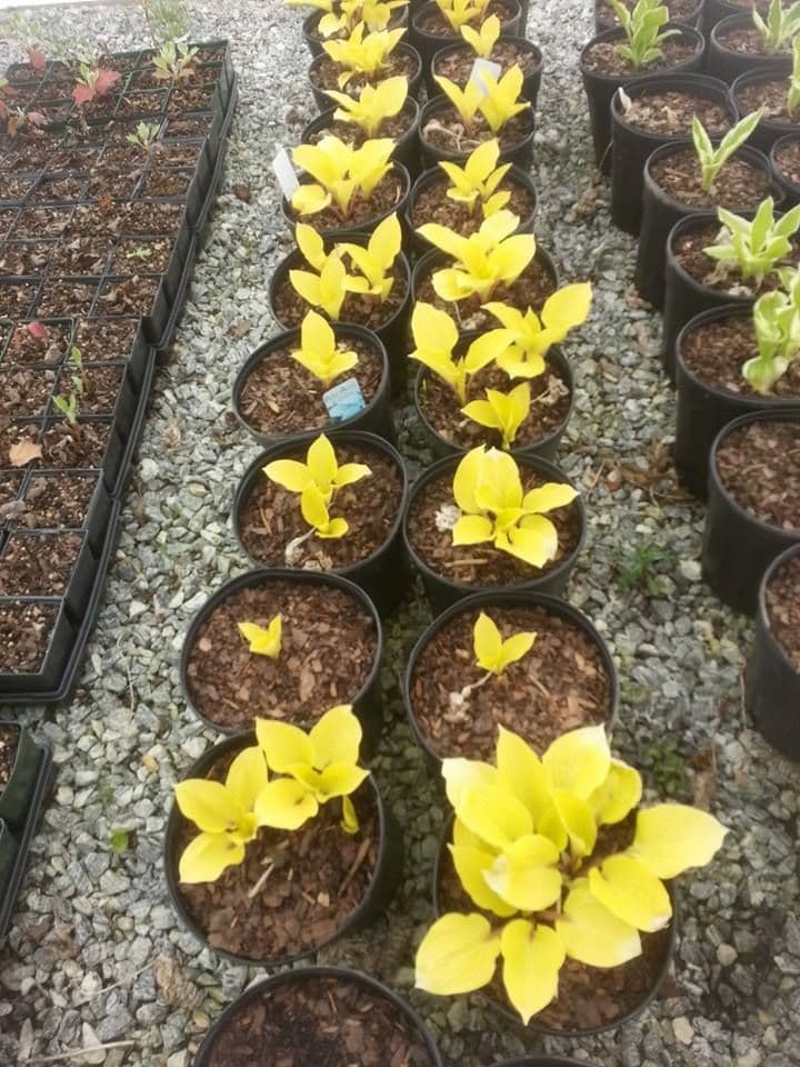 Colonial Acres Nursery
