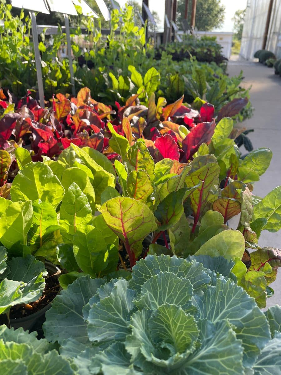 Colonial Farms