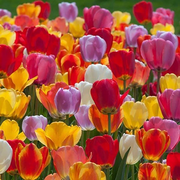 Colorblends Wholesale Flowerbulbs