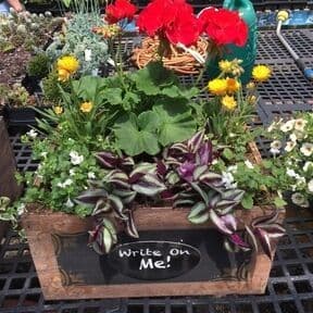 Condon's Nursery