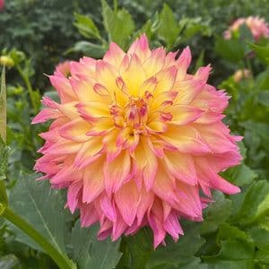 Connell’s Dahlias