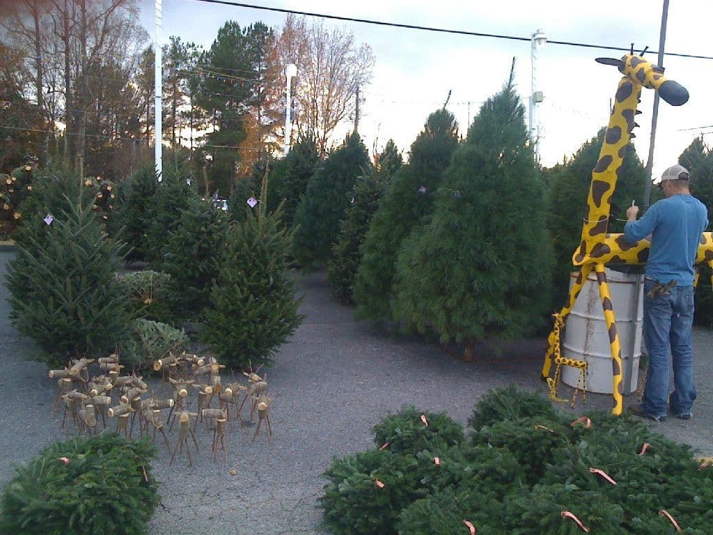Cook's Christmas Trees