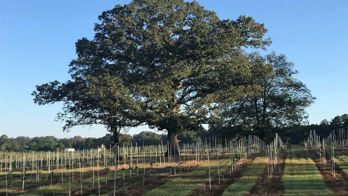 Coosa Tree & Shrub Farm, LLC