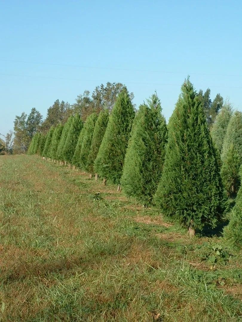 Corn Hill Farms