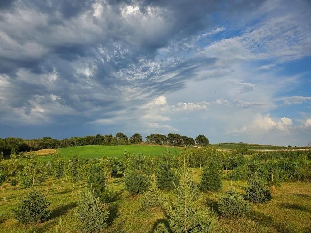 Country Crossroads Tree Farm