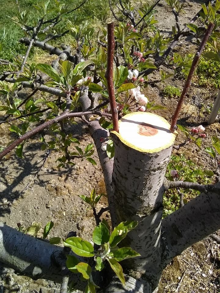 Countryside Farm and Nurseries, LLC