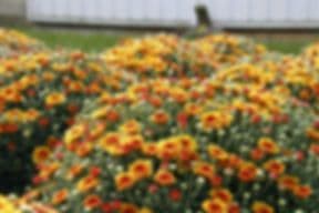 Countryside Greenhouse