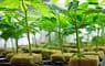 County Clones