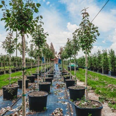 County Line Ornamental & Tree, Inc.