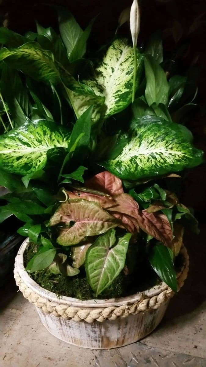 COWART FARM & FOLIAGE