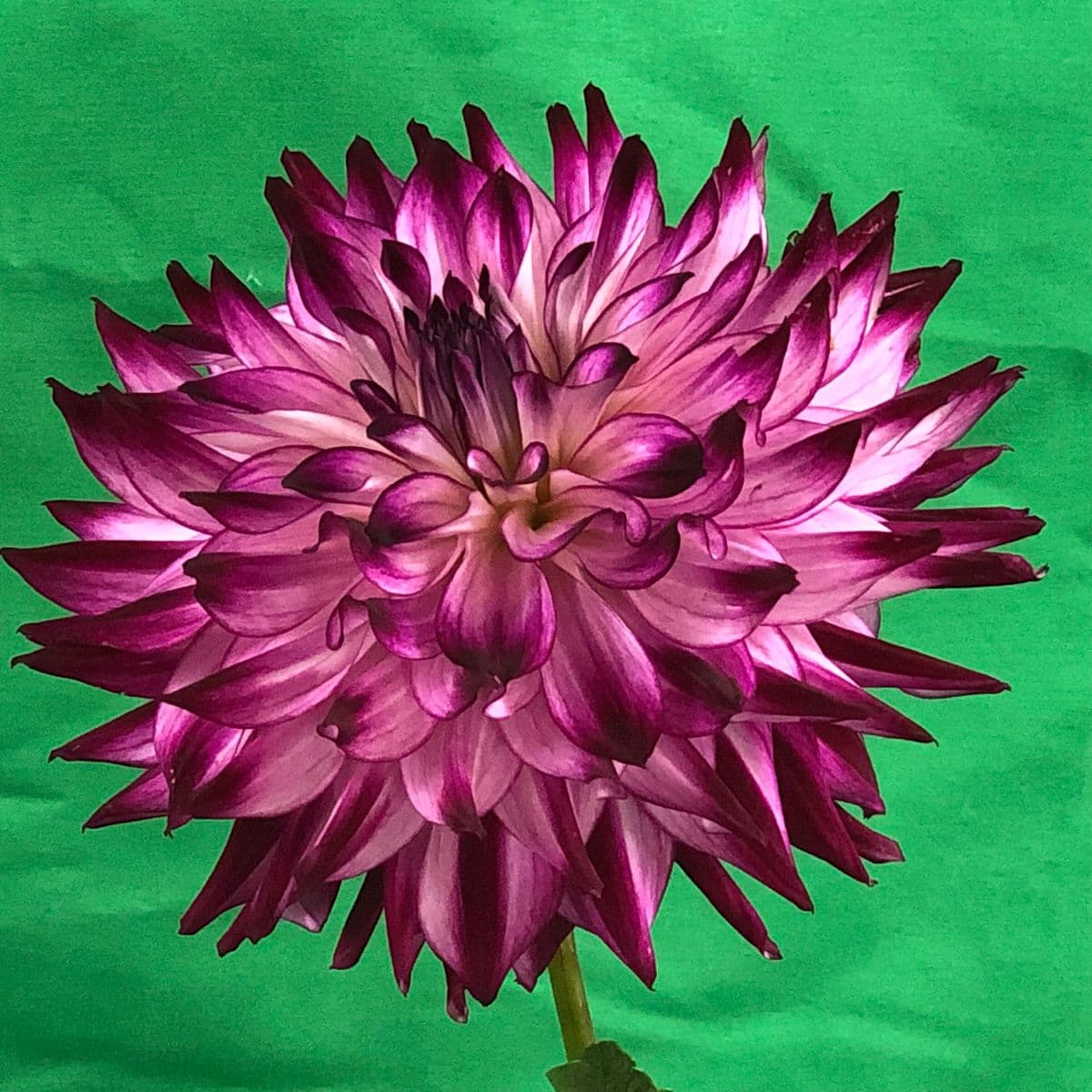 Cowlitz River Dahlias