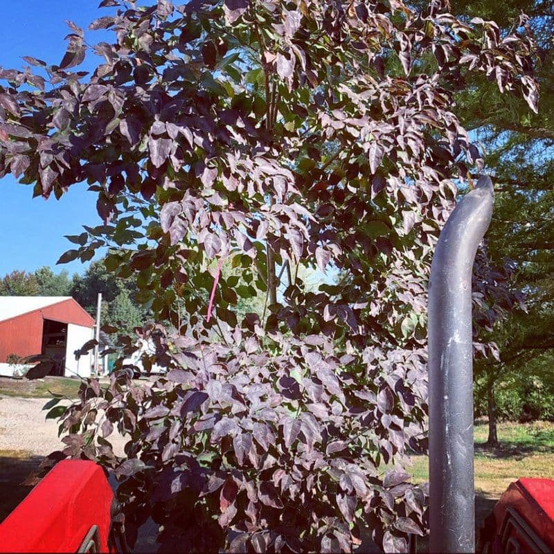 Crain Tree Farm & Nursery