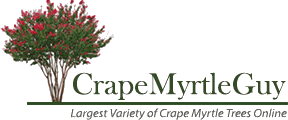 Crape Myrtle Guy