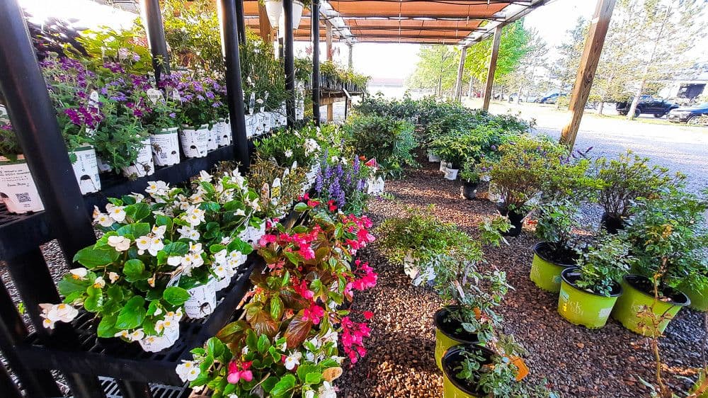 Creative Tree Center