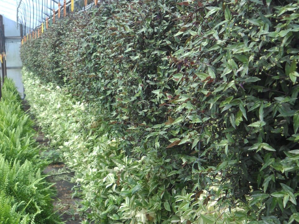 Creech's Greenhouse