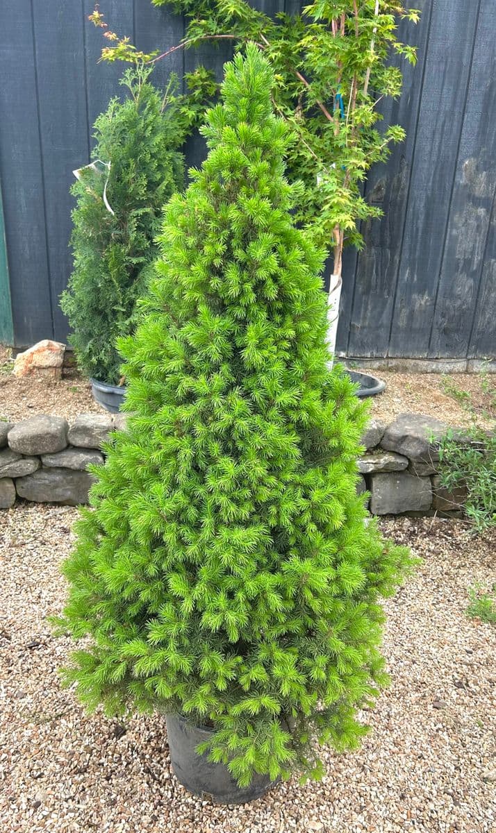 Creeks Nursery LLC