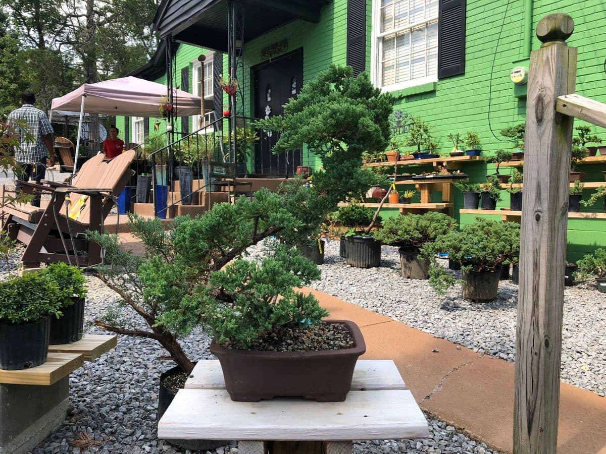 Creekside Bonsai