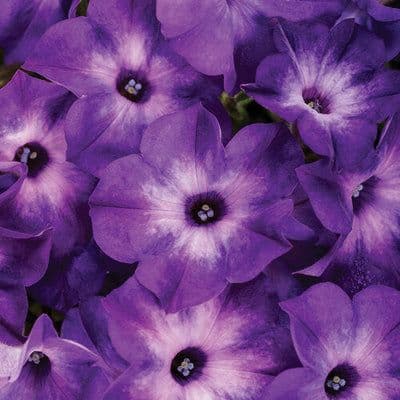 Creekside Nursery, Inc.