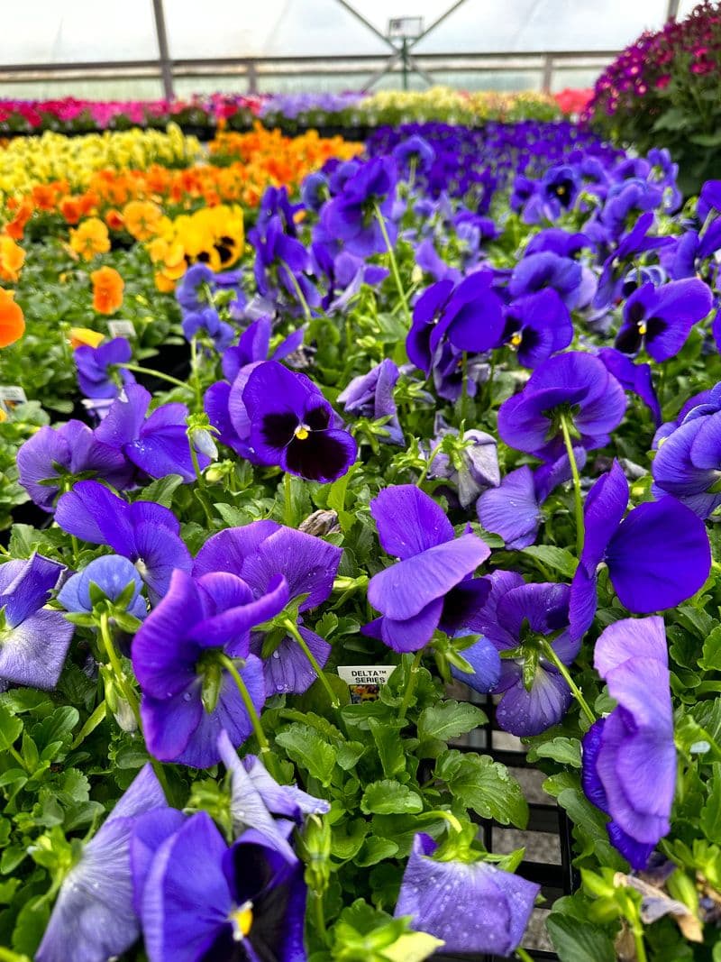 Creque's Greenhouse