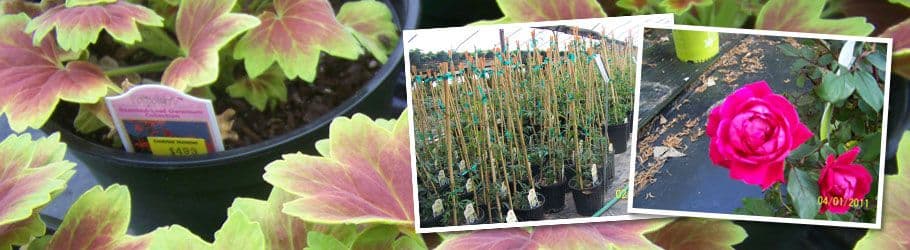 Crestview Nurseries