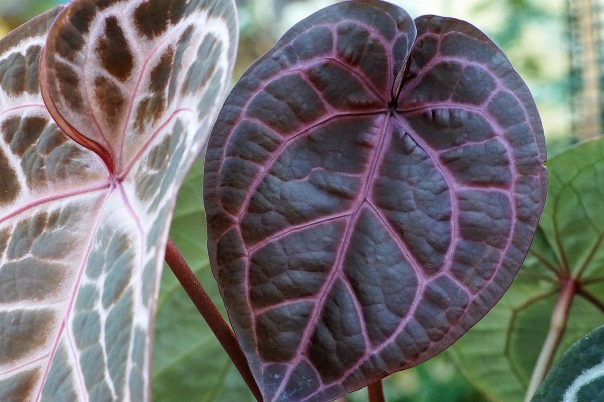Crimson Roots Nursery