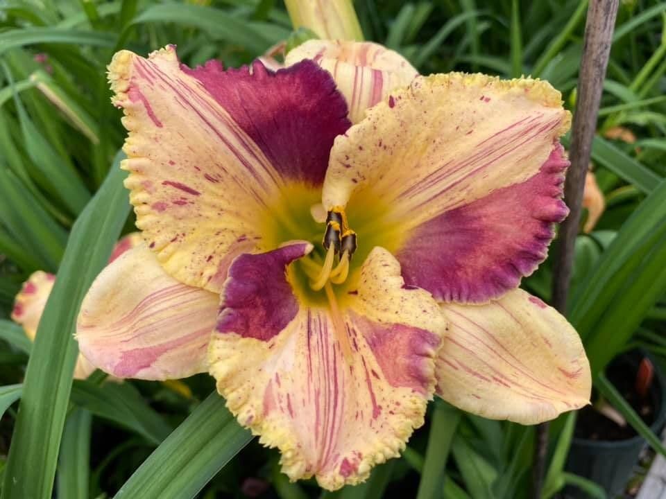 Ctdaylily