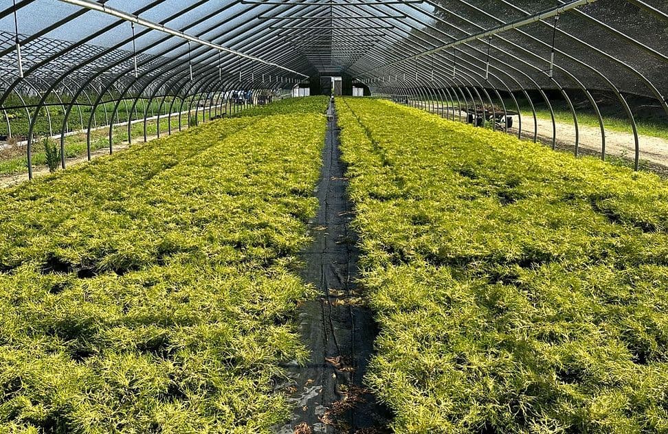 Cumberland Nurseries