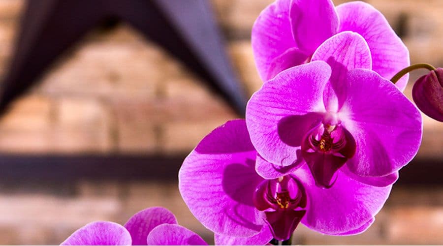 Cyma Orchids