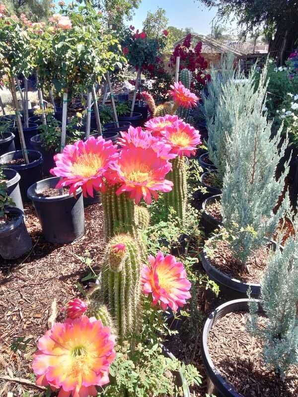 Cypress Avenue Nursery