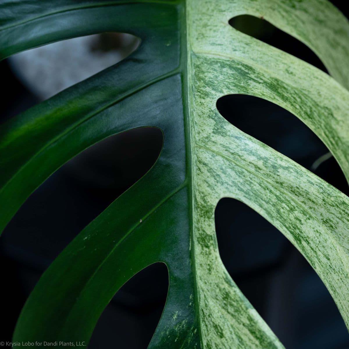 Dandi Plants