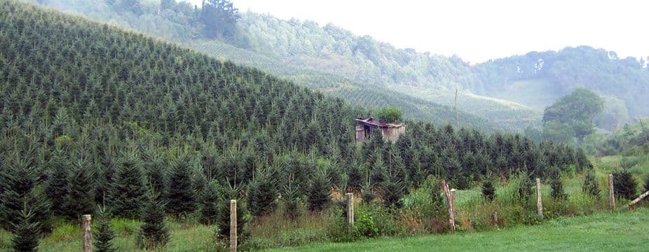 Danny Spencer's Wholesale Fraser Fir