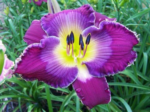 Dans Designer Daylilies