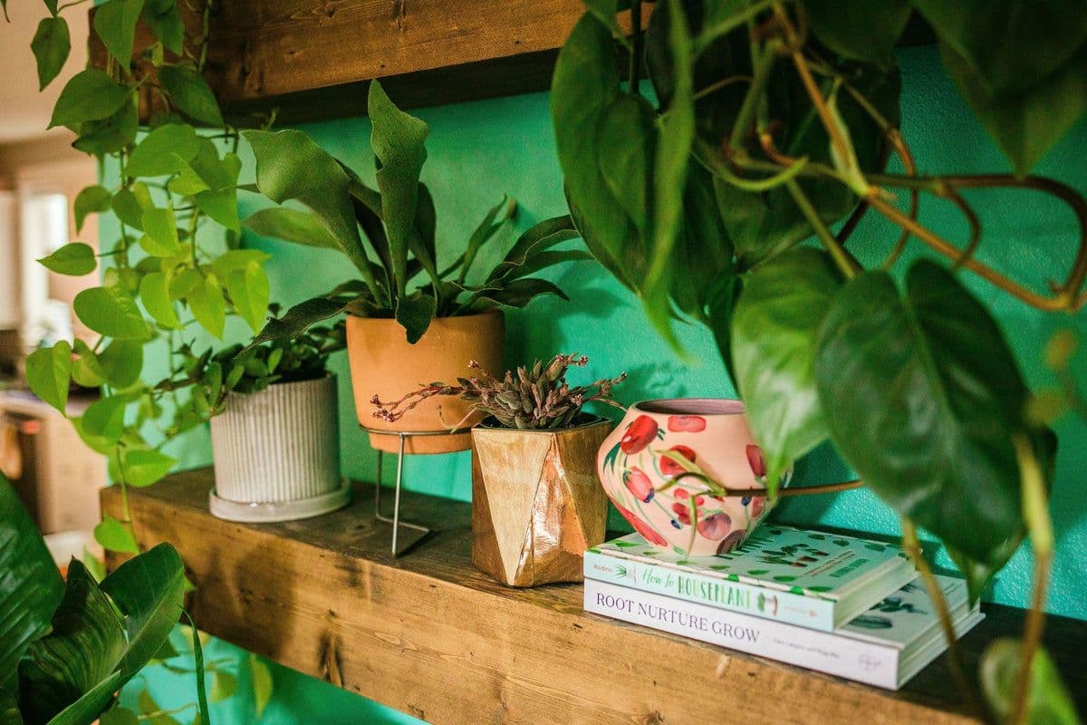 Daphne's Botanicals