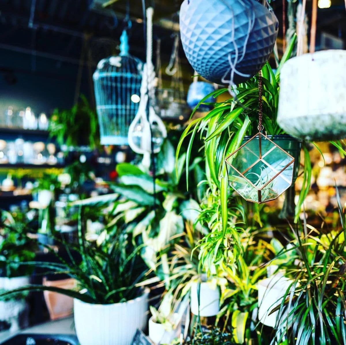 Datura Home 9+CO