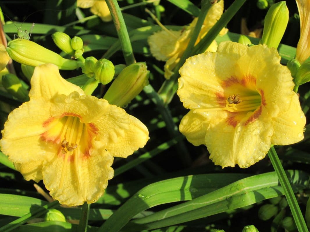 David's Daylilies