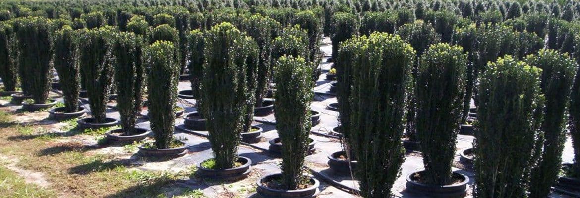 David's Nursery